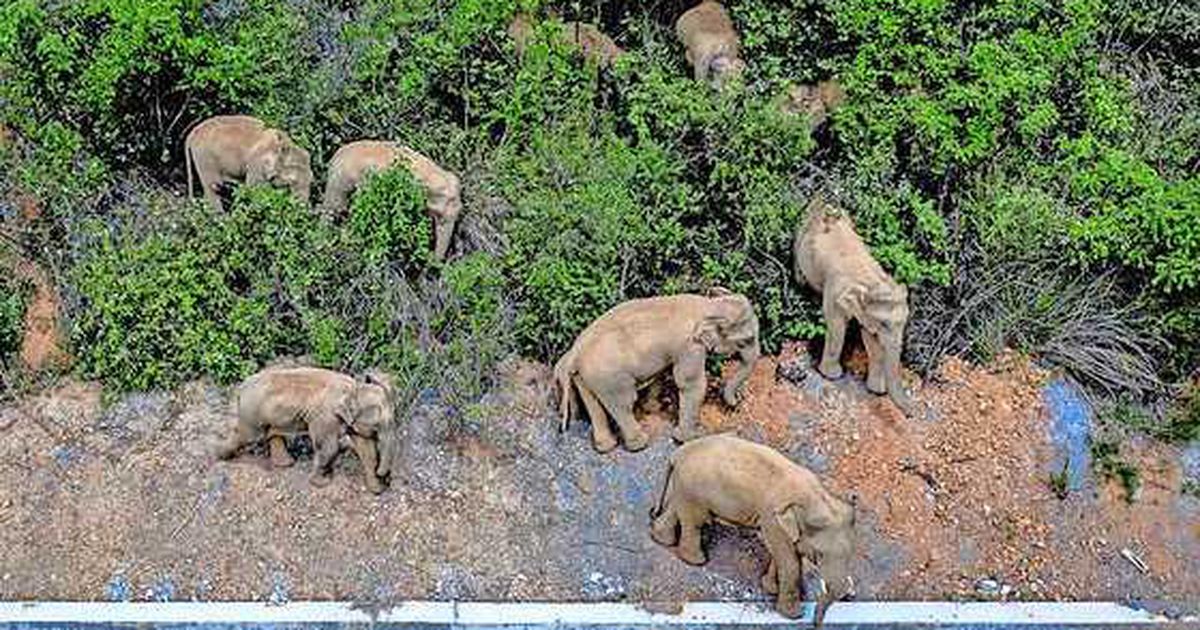 After a year of "stumbling on roads" through cities, the elephant herd finally makes its way home |  abroad
