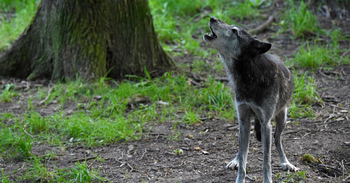 German village fires rubber bullets at wolves: they are approaching our homes |  abroad