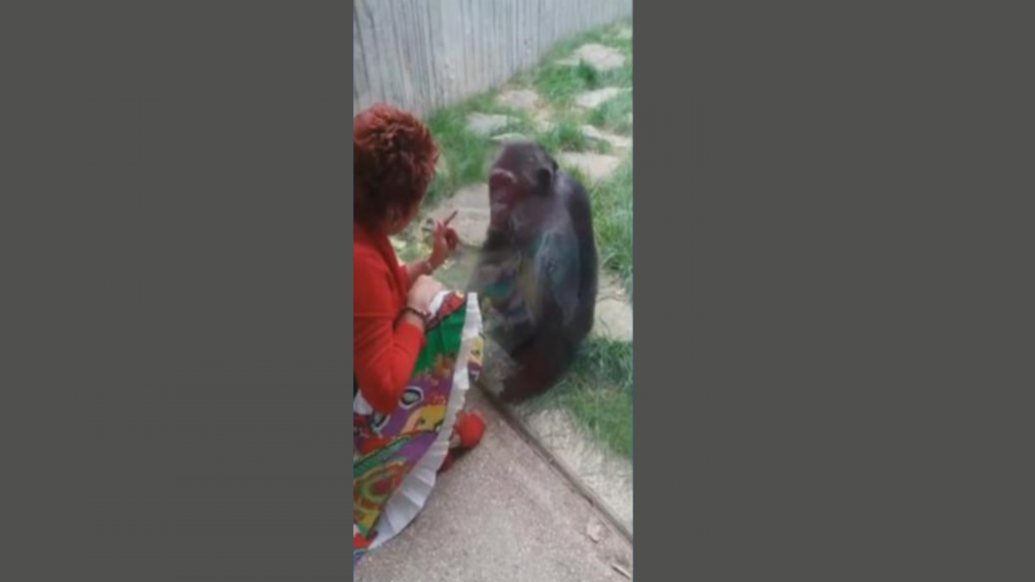 Woman banned from contact with chimpanzees: 'A fight arises within a group of monkeys'