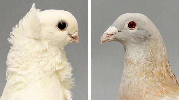 Researchers in the United States claim that Darwin's dove is beyond mystery