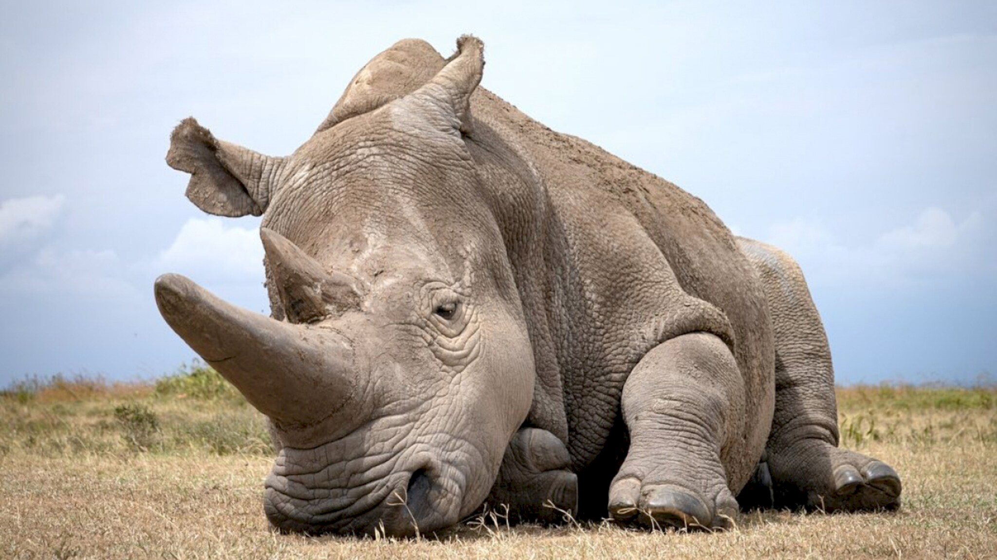 After that, only the white rhino was left for the breeding program