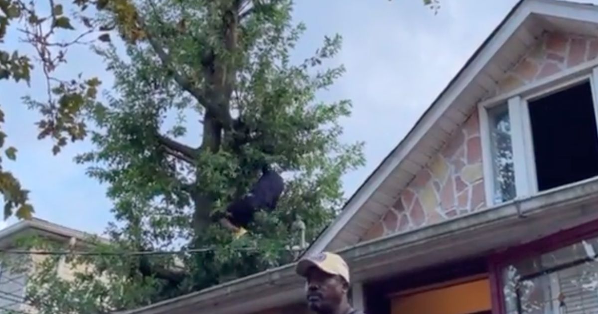 American spends three days in a tree to avoid the police |  Abroad