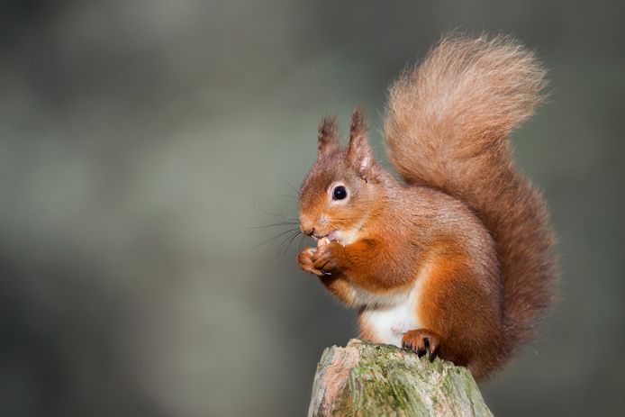 Red squirrels always hide all kinds of nuts in the fall to build a hideout for the winter.  They sort different types of nuts by placing them in separate places.