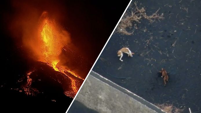 Cumbre Vieja volcano erupted on the Spanish island of La Palma more than a month ago.  The lava, among other things, has trapped several dogs in a walled garden.  This was saved by 
