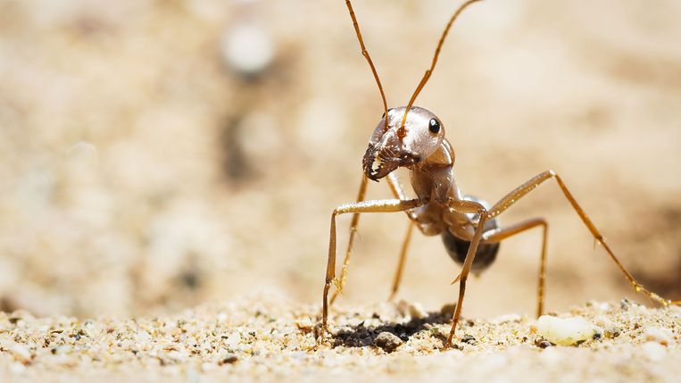Is our brain shrinking?  The ant knows everything about her