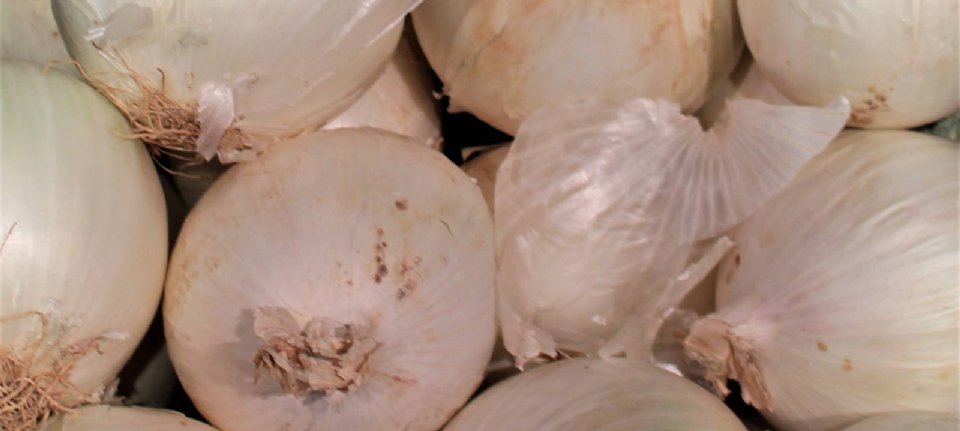 Mexican onions in the United States are contaminated with Salmonella