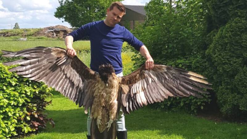 The death of the rare eagle that flew in the windmill can be prevented