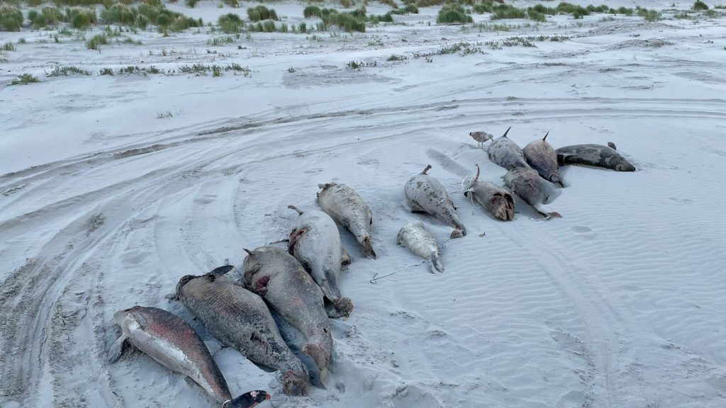 The porpoises that were washed ashore in the Wadden Sea had dangerous bacteria