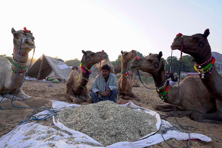 Camels at a similar festival in Pushkar, India.  AP . image