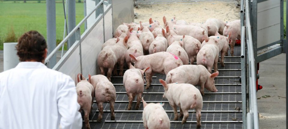 Fewer pigs were slaughtered in the United States
