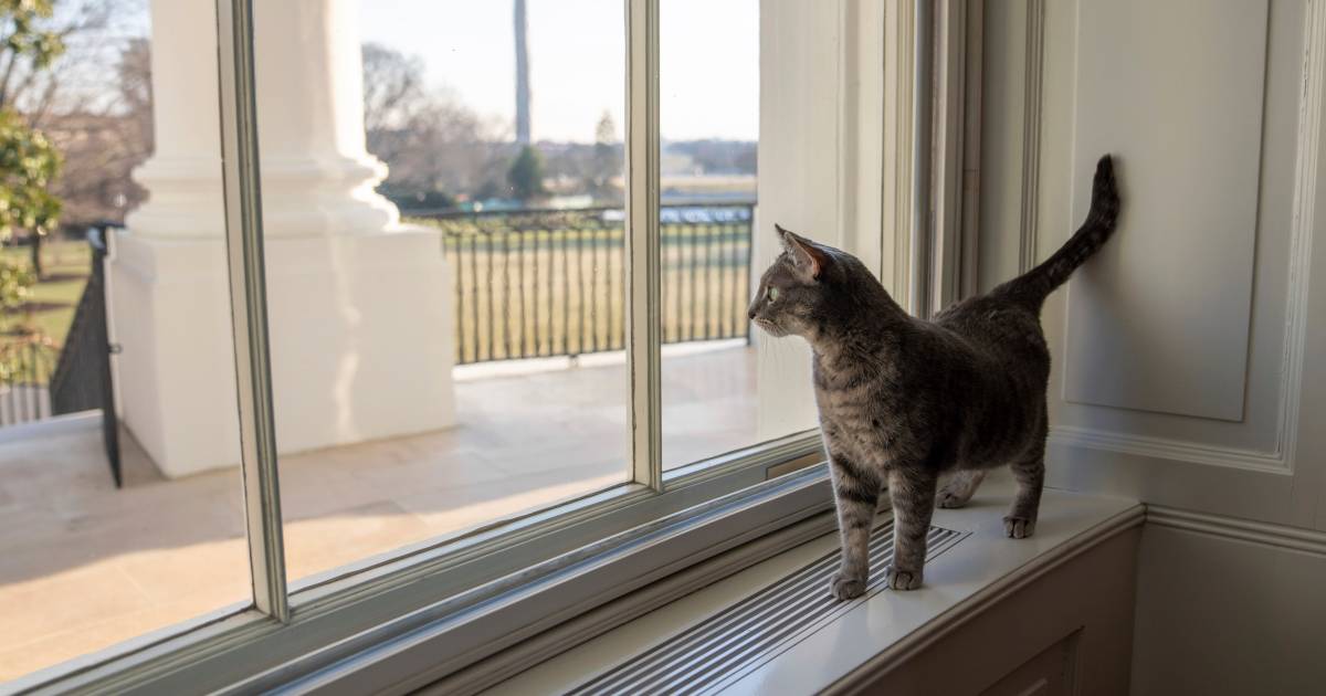 A cat now also lives in the White House: her name is Willow |  abroad