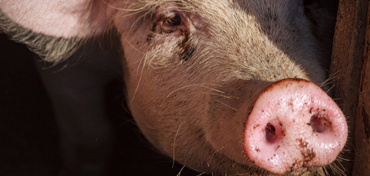Omigron raises US pork prices - News Pig Market