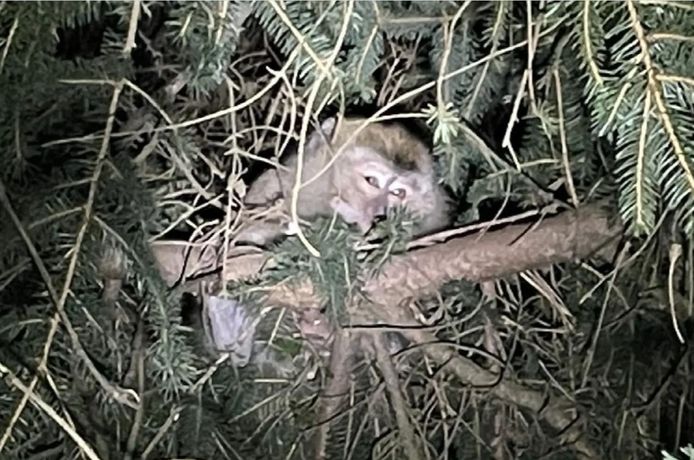 One of the escaping monkeys that the police managed to catch again