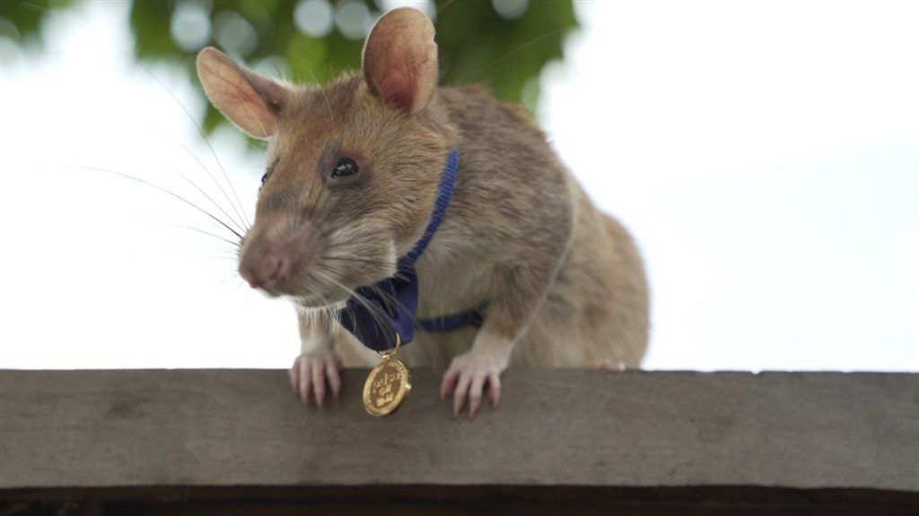 The most successful rat in the world dies after half a year of retirement
