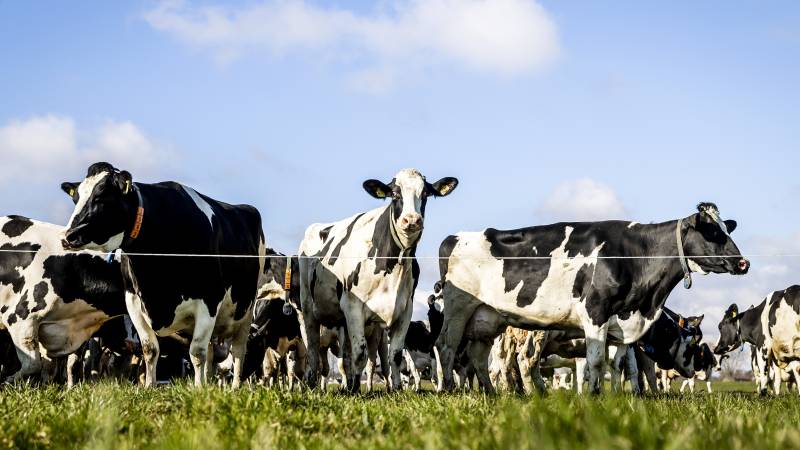 30% less cattle?  'They shouldn't just count the tails'