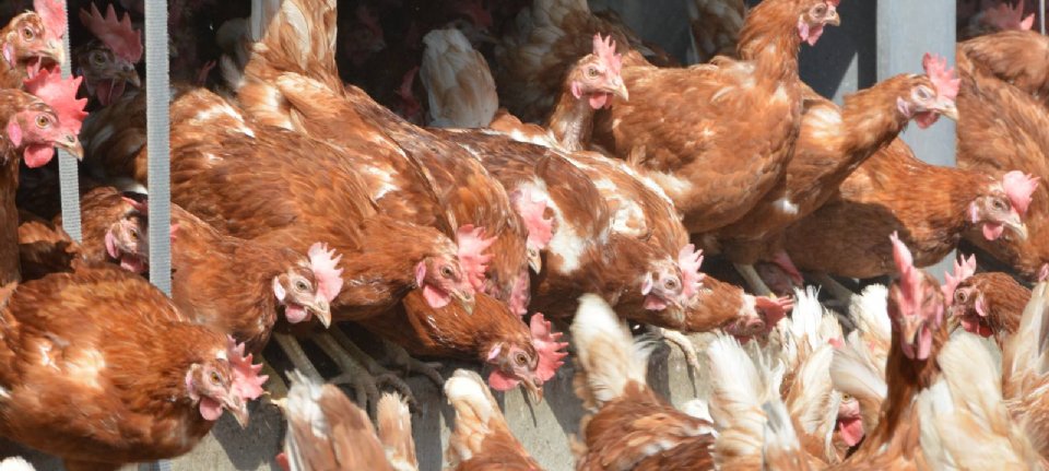 Bird flu in the United States has affected poultry exports