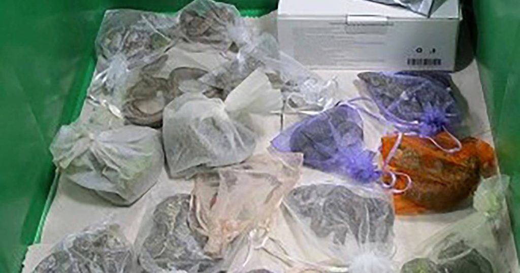A smuggler has been hiding reptiles in his pockets and underwear for years |  Abroad