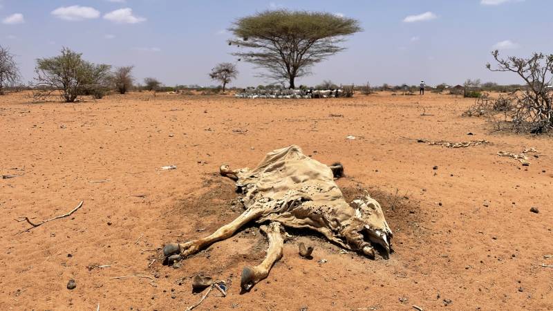 Hunger threatens Horn of Africa, too little money for aid due to 'competitive disasters'