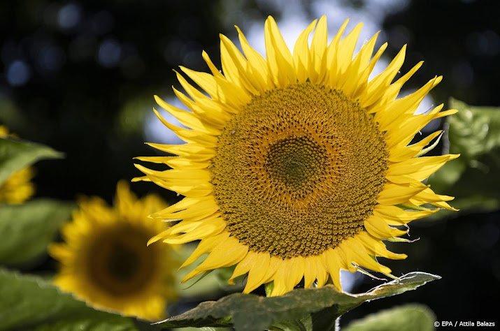 U.S. farmers are growing more sunflowers because of the Ukraine war