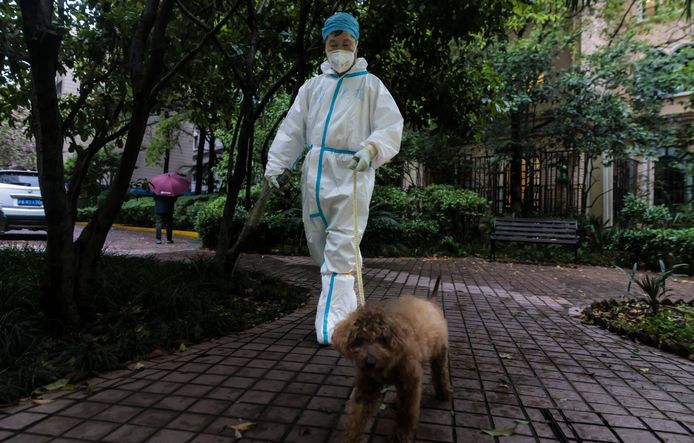 A government official walks a dog in Shanghai.