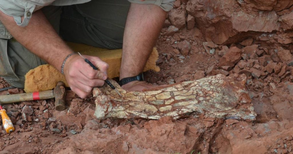 Argentine scientists find the fossil of the "dragon of death" |  abroad