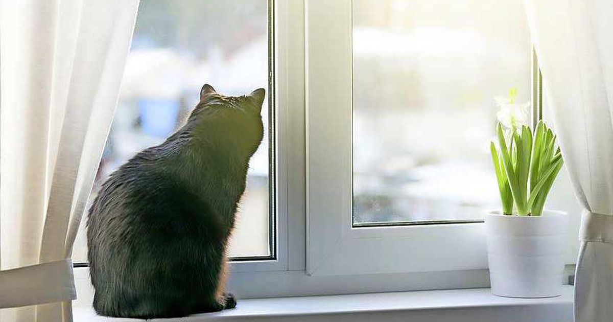 Why cats in Waldorf, Germany should stay indoors this summer |  home and garden