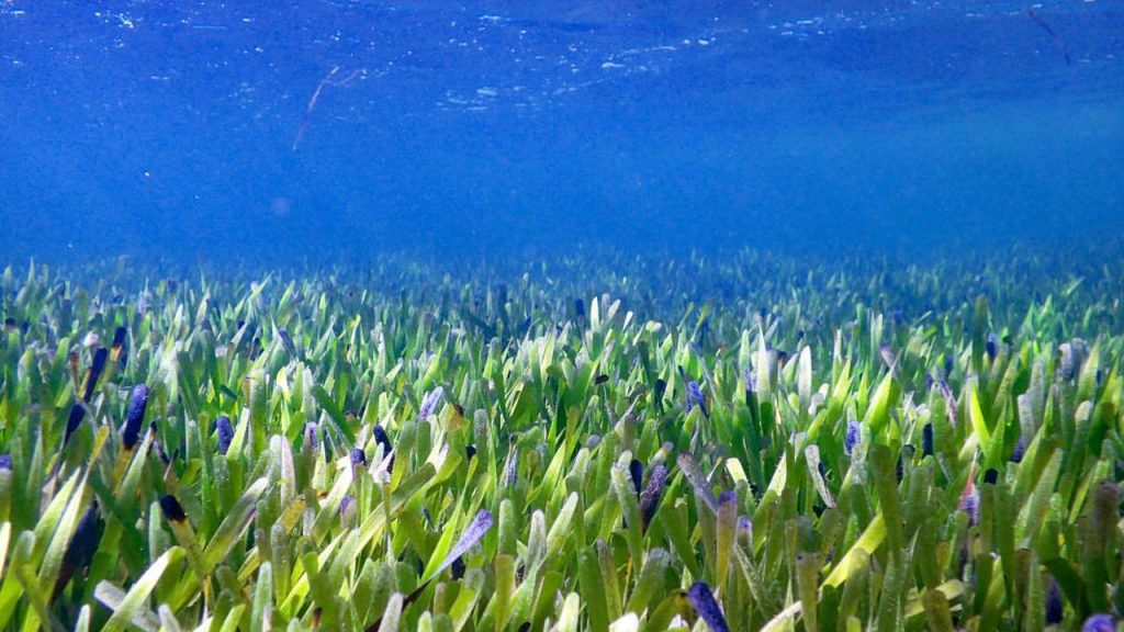 20,000 football fields discovered off the west coast of Australia |  Sciences