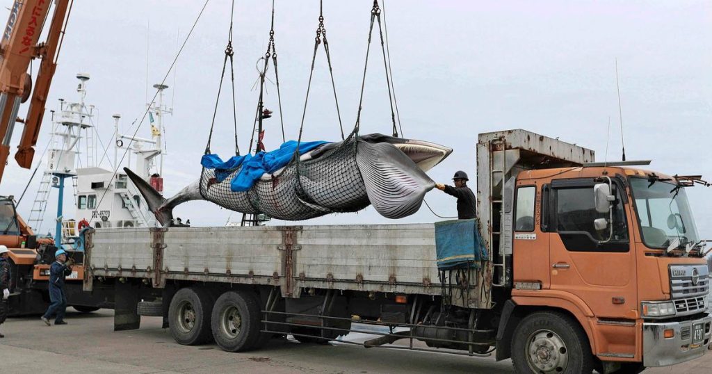 Japanese whalers have started hunting again |  Abroad