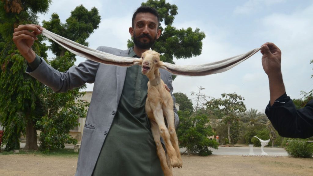 54 cm ear, this is Simba goat from Pakistan