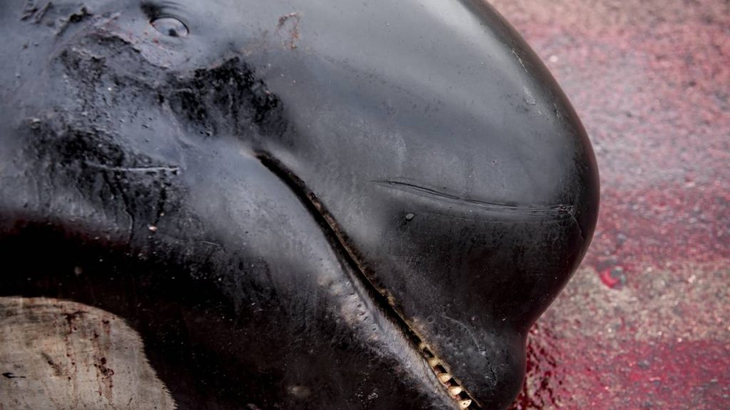 The slaughter of dolphins in the Faroe Islands is limited to 500 heads