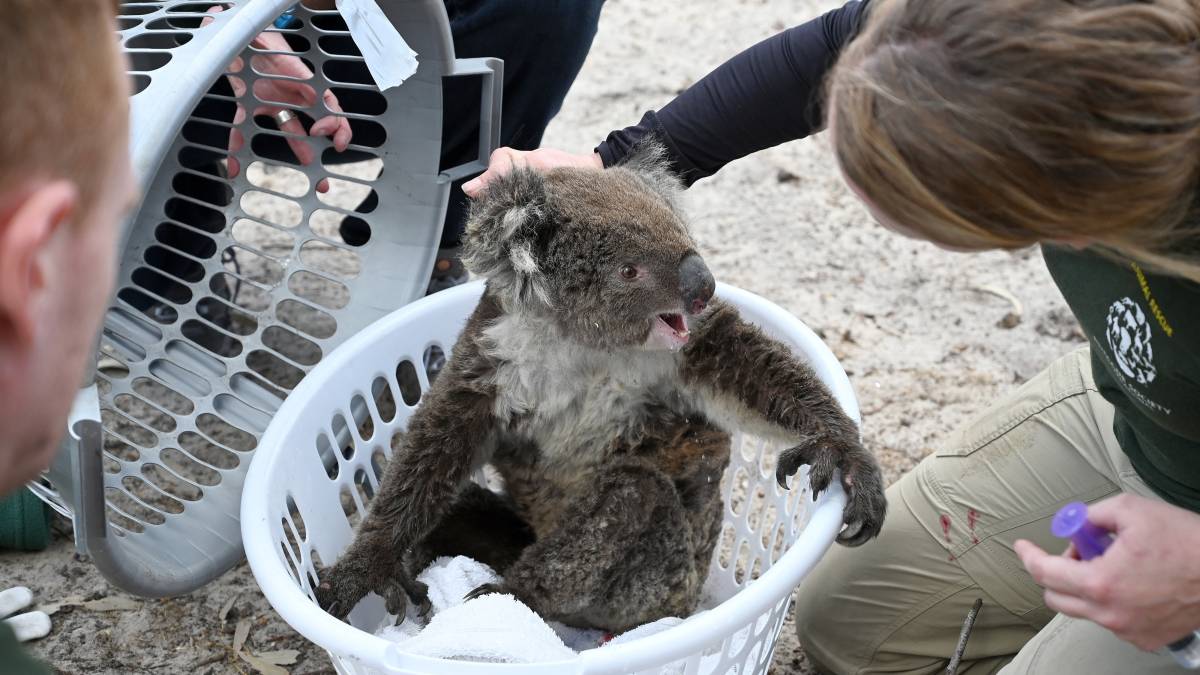 The Australian environment is in an alarming state