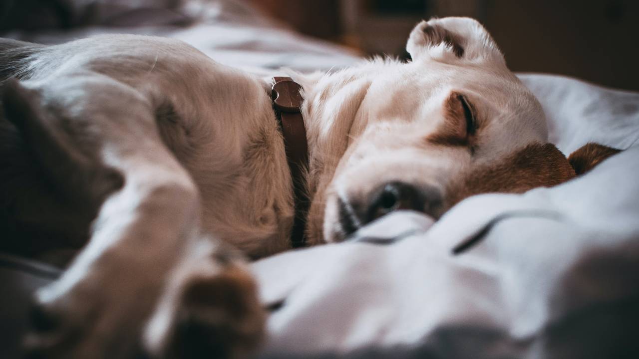 Cremation of your beloved pet is much more expensive due to high energy prices