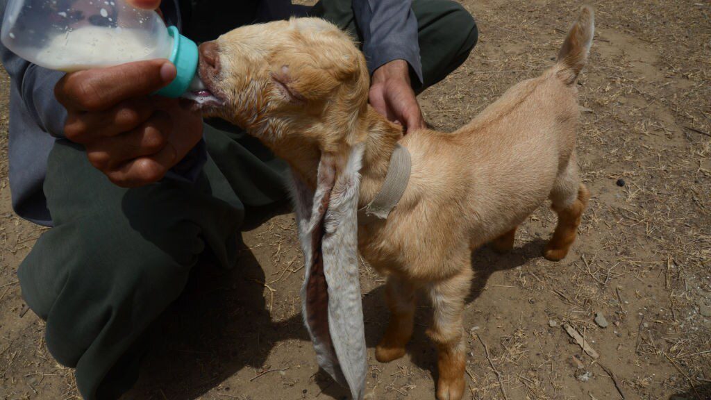 A sip of milk for Simba.