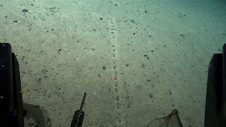 One of the tracks at the bottom of the sea that scientists do not know the organism behind it.  NOAA Ocean Exploration Photo, Journey to the Ridge 2022