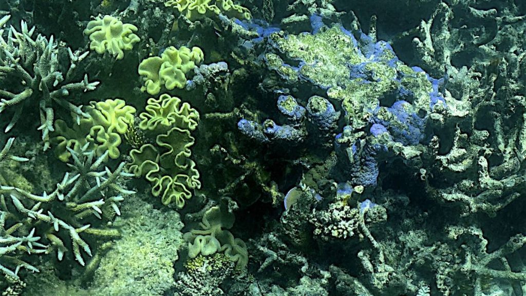 There haven't been many corals in the Great Barrier Reef in 36 years
