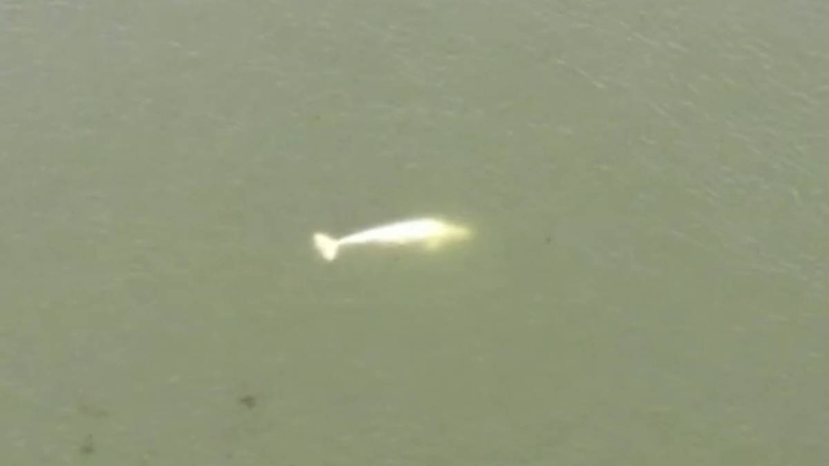 Paris emergency services are studying a plan to rescue the white dolphin in the Seine