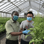 A public-private partnership to develop disease-resistant lettuce in the United States