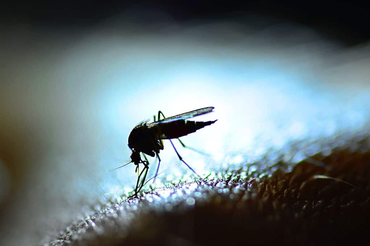 When it comes to sniffing people, mosquitoes always have a Plan B (or C)