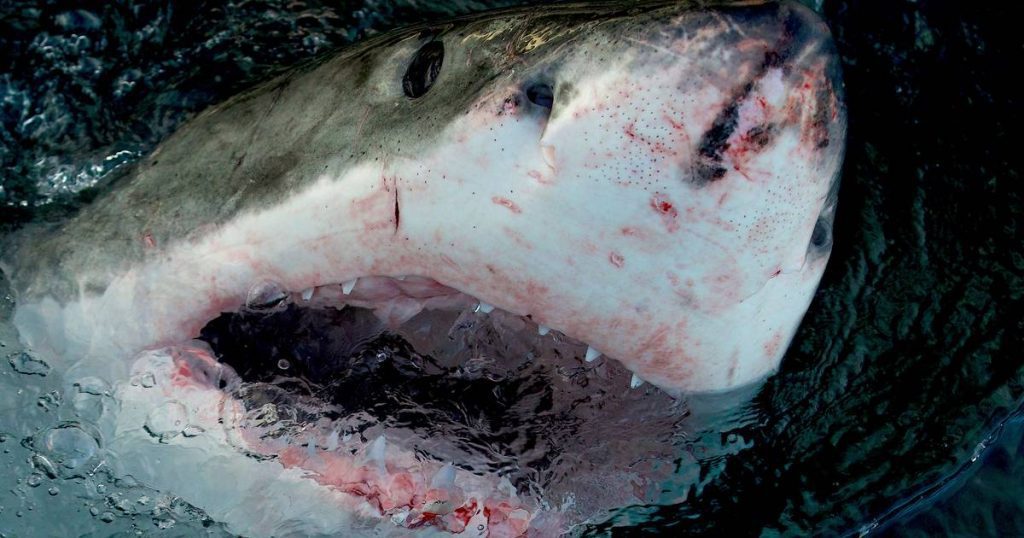 Chinese Vlogger Shocked By Grilling And Eating Great White Shark, Police Begin Investigation |  Abroad