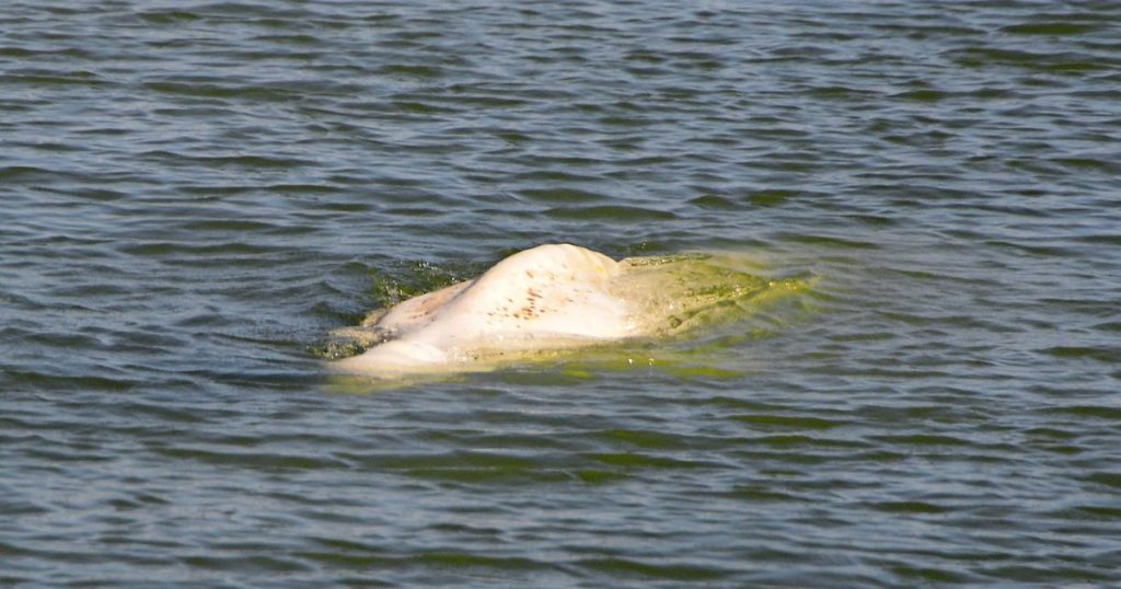'Little Hope' for the Seine White Dolphin |  Abroad