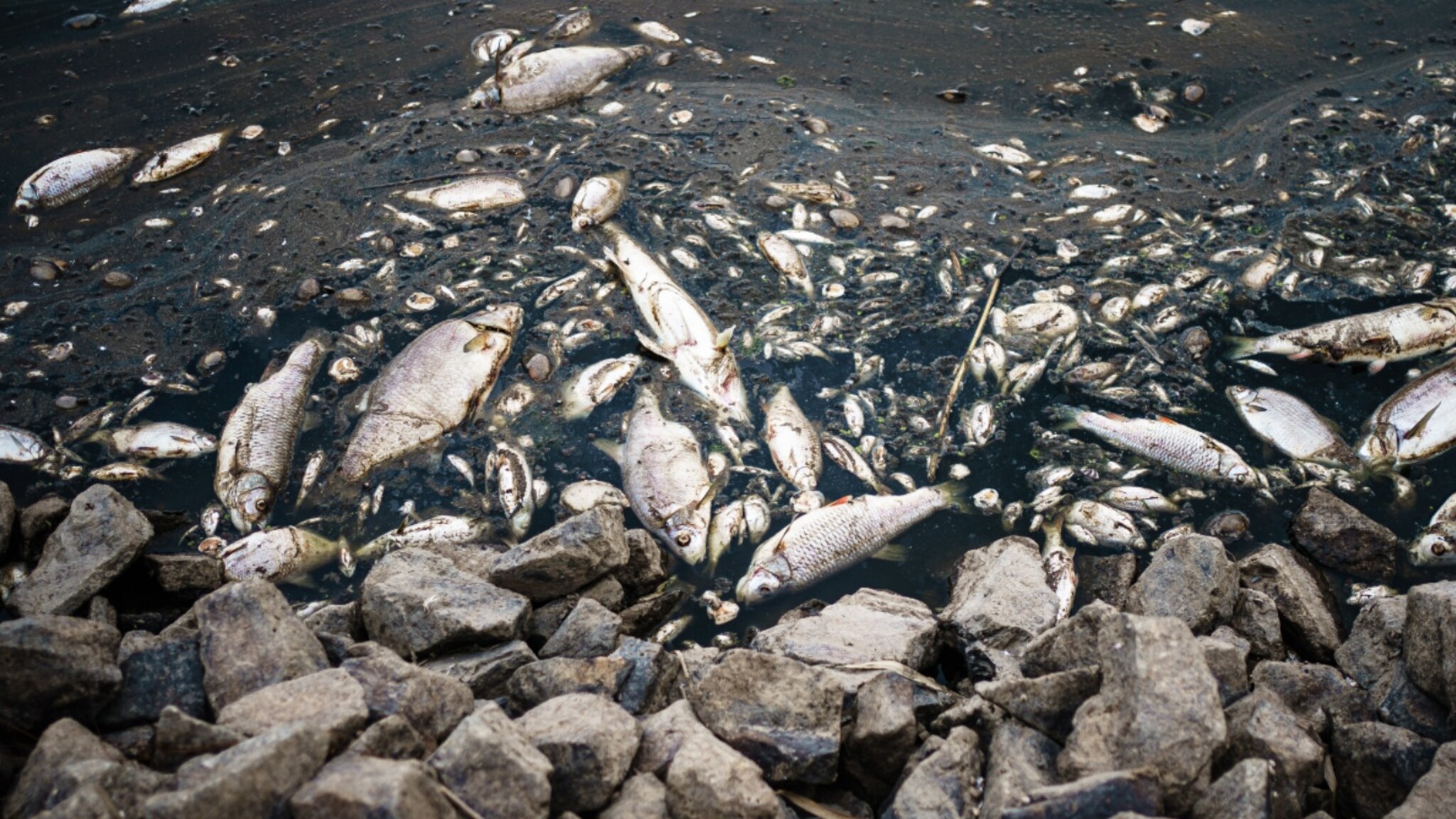 Mystery solved: Thousands of fish in Poland may have died from mercury
