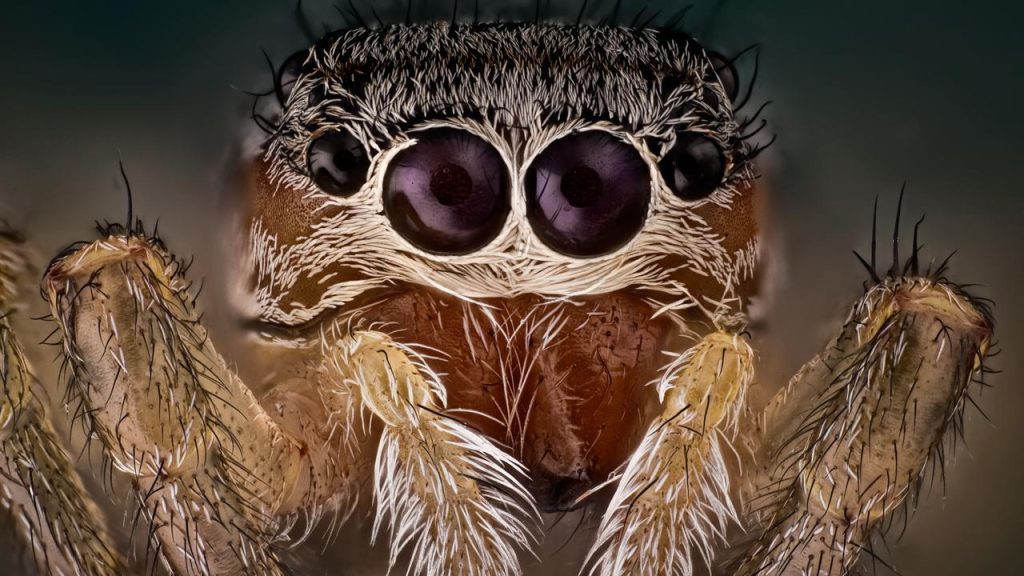 The nocturnal behavior of jumping spiders is very similar to REM sleep |  Sciences