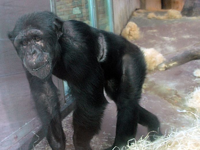 Chimpanzee Cheetah spent so much time with the visitor that it became unhealthy for cross-communication with other chimps.