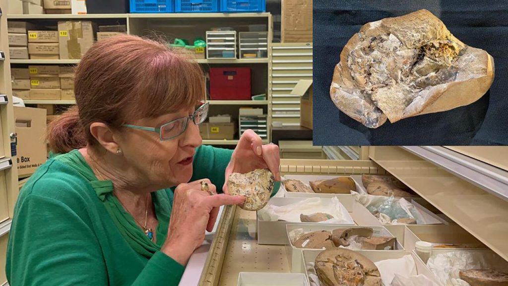 380 million years old fish heart is the oldest heart ever found |  Sciences