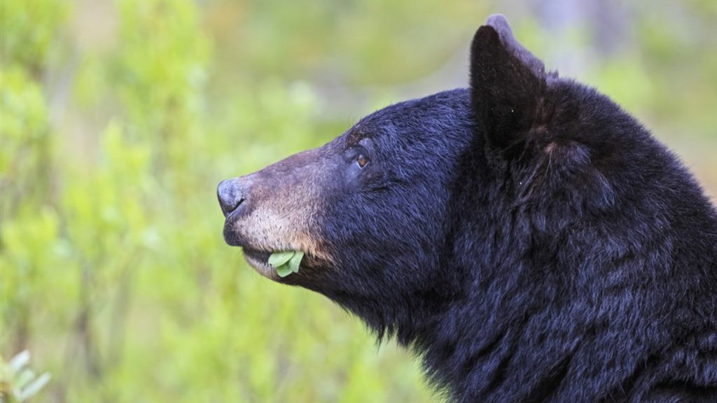 Hungry bears keep coming back to the Canadian village