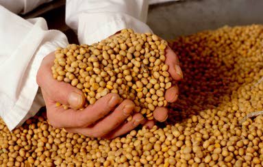 Soybeans were invented in America