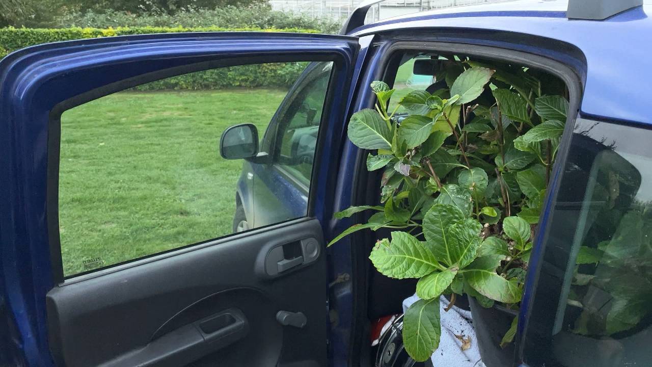 Fiat Panda is full of hydrangeas, because the nursery thinks heating has become too expensive