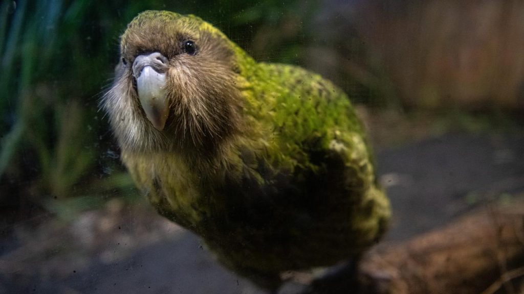 New Zealand Riot Bird Election: Popular kakapo not allowed to participate |  noticeable