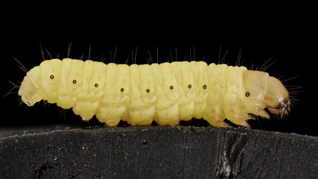 Scientists discover a caterpillar that can break down plastic