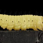Scientists discover a caterpillar that can break down plastic